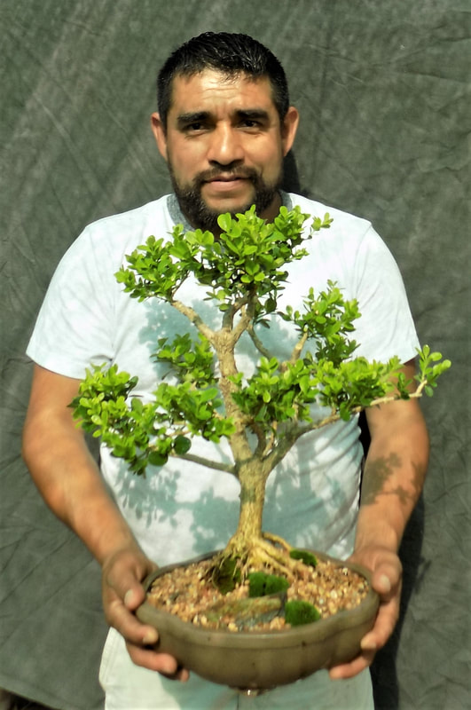 Twisted Bonsai: Wire bending & Artificial Bonsai Workshop at Local Whimsy  Tickets, Sat, Feb 24, 2024 at 2:00 PM